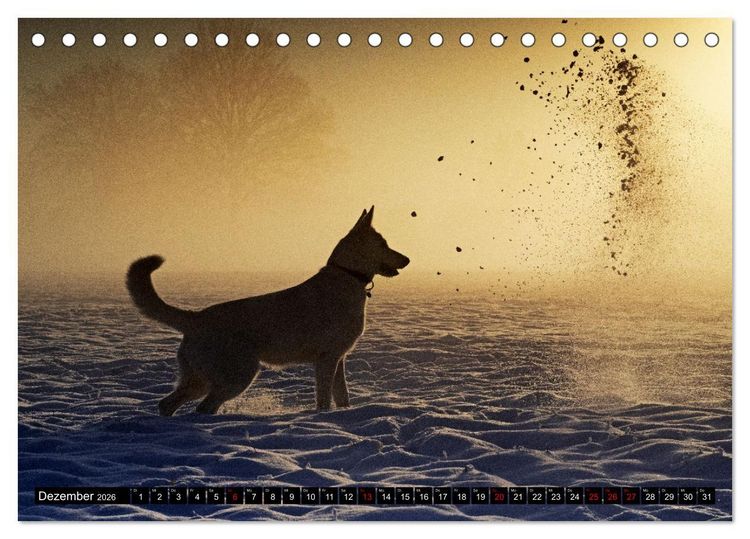 Produktbild: Berger Blanc Suisse - Weggef&auml;hrten auf 4 Pfoten (Tischkalender 2026 DIN A5 quer), CALVENDO Monatskalender