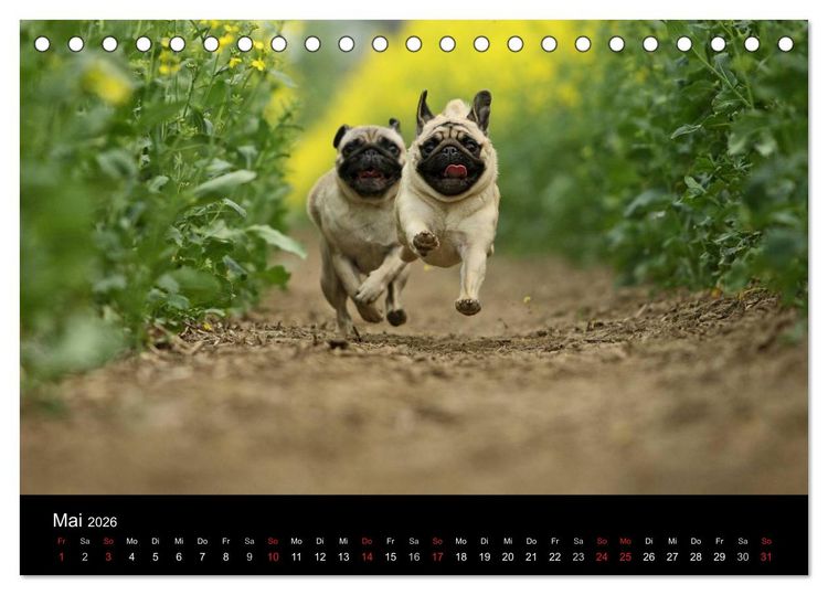Produktbild: Der MOPS-Kalender (Tischkalender 2026 DIN A5 quer), CALVENDO Monatskalender