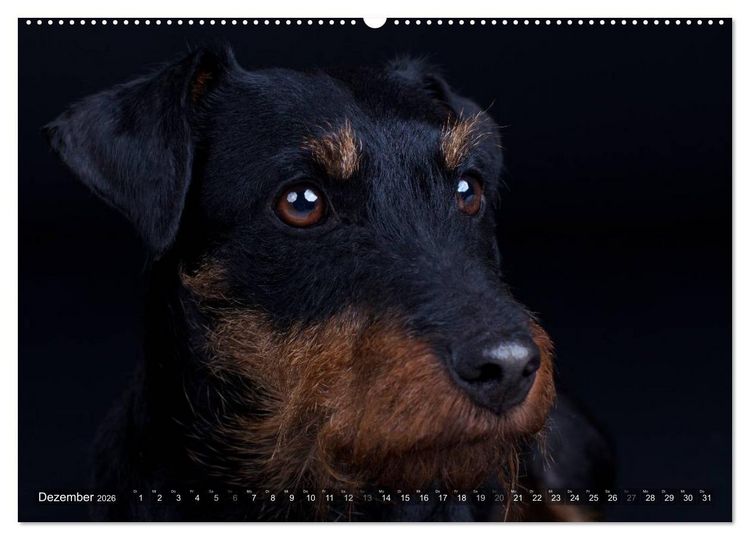 Produktbild: Faszination Terrier (hochwertiger Premium Wandkalender 2026 DIN A2 quer), Kunstdruck in Hochglanz
