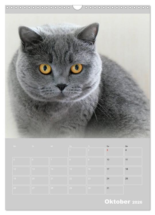 Produktbild: Graue Engel - Britischkurzhaar-Katzen (Wandkalender 2026 DIN A3 hoch), CALVENDO Monatskalender