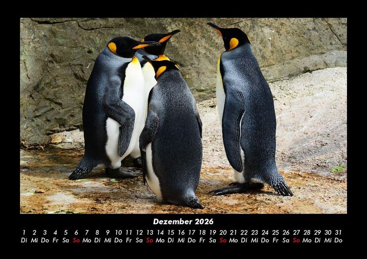 Produktbild: Pinguine & Eisb&auml;ren 2026 Fotokalender DIN A3