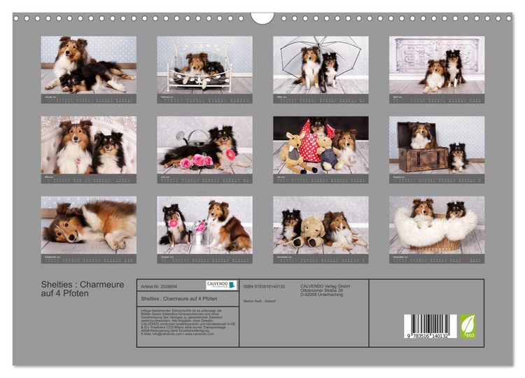 Produktbild: Shelties : Charmeure auf 4 Pfoten (Wandkalender 2026 DIN A3 quer), CALVENDO Monatskalender