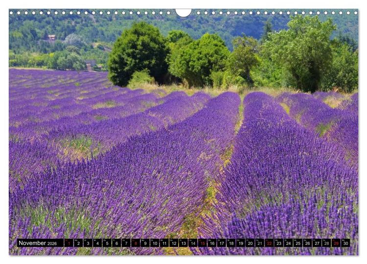 Produktbild: Lavendel (Wandkalender 2026 DIN A3 quer), CALVENDO Monatskalender