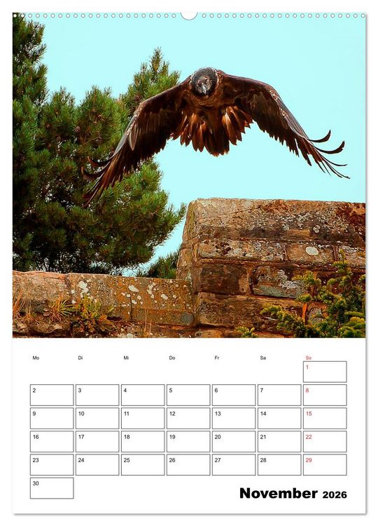 Produktbild: Raub- und Greifv&ouml;gel im Flug (hochwertiger Premium Wandkalender 2026 DIN A2 hoch), Kunstdruck in Hochglanz