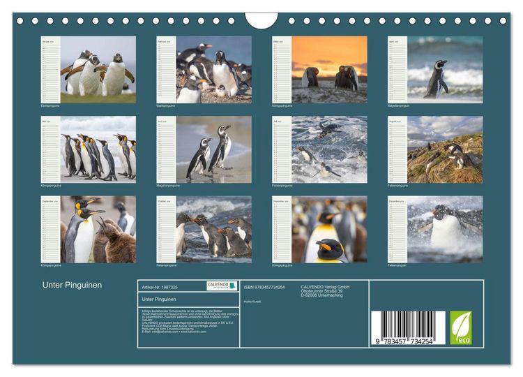 Produktbild: Unter Pinguinen (Wandkalender 2026 DIN A4 quer), CALVENDO Monatskalender
