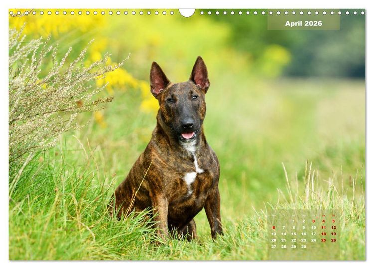 Produktbild: Bullterrier 2026 Frech und fr&ouml;hlich durch das Jahr (Wandkalender 2026 DIN A3 quer), CALVENDO Monatskalender