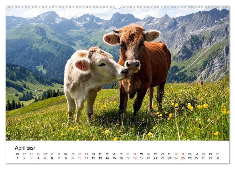 Produktbild: Bergk&uuml;he auf der Alm - Natur pur (hochwertiger Premium Wandkalender 2027 DIN A2 quer), Kunstdruck in Hochglanz