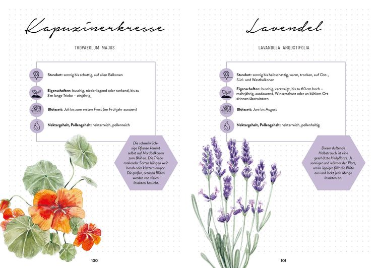 Produktbild: Bienengl&uuml;ck im Garten &ndash; Das illustrierte Gartenbuch