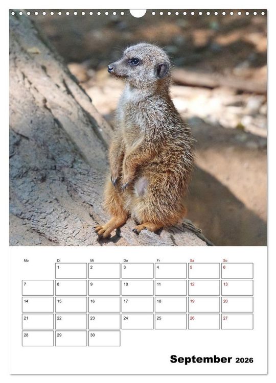 Produktbild: Niedliche Erdm&auml;nnchen (Wandkalender 2026 DIN A3 hoch), CALVENDO Monatskalender