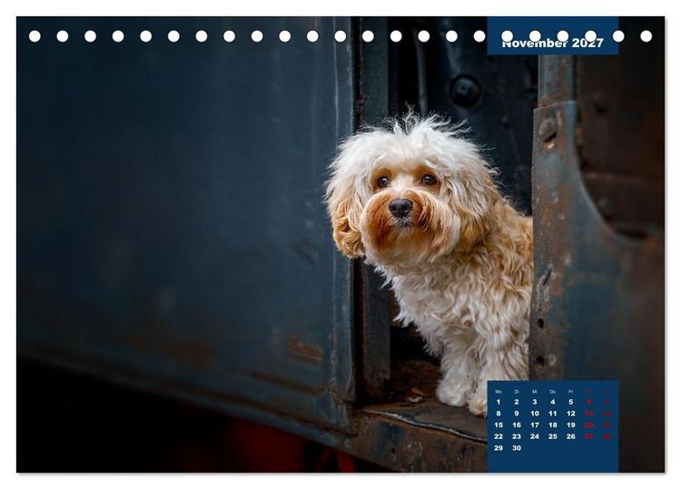 Produktbild: Rocket der Havaneser (Tischkalender 2027 DIN A5 quer), CALVENDO Monatskalender