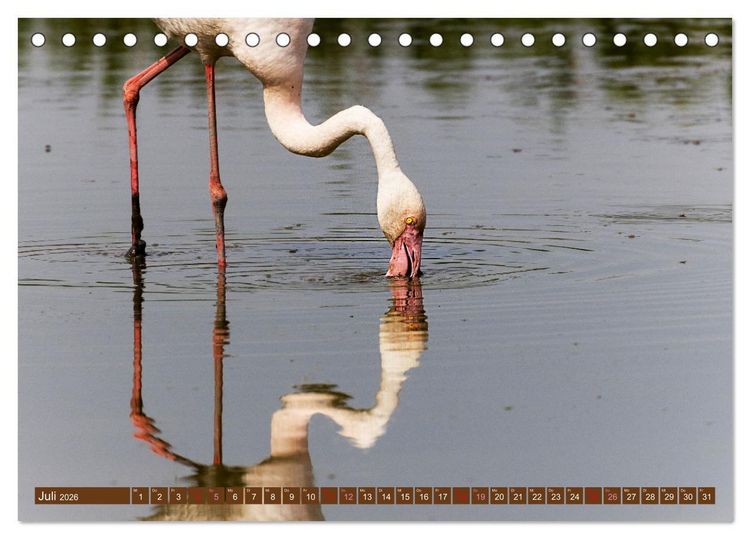 Produktbild: Die Vogelwelt der Camargue (Tischkalender 2026 DIN A5 quer), CALVENDO Monatskalender
