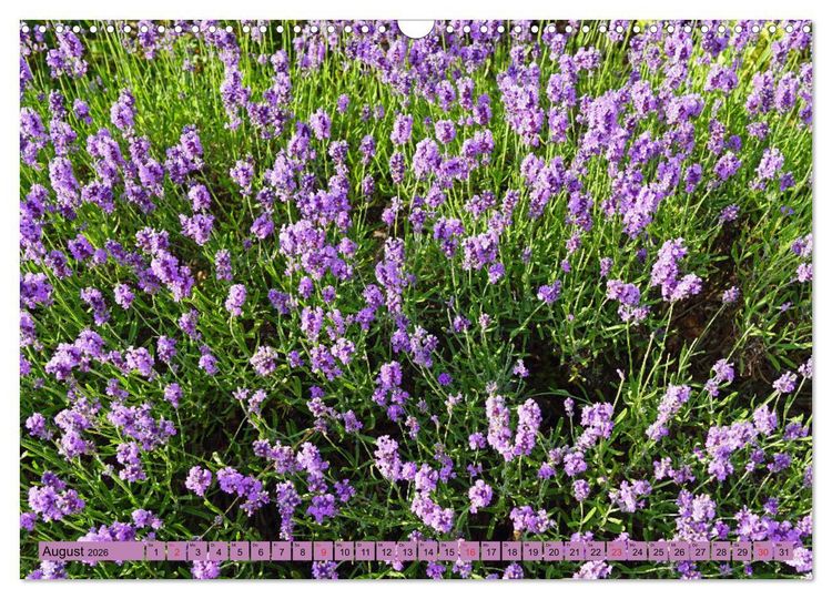 Produktbild: Farbzauber Lavendel (Wandkalender 2026 DIN A3 quer), CALVENDO Monatskalender