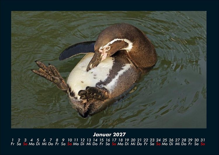 Produktbild: Pinguine & Eisb&auml;ren 2027 Fotokalender DIN A4