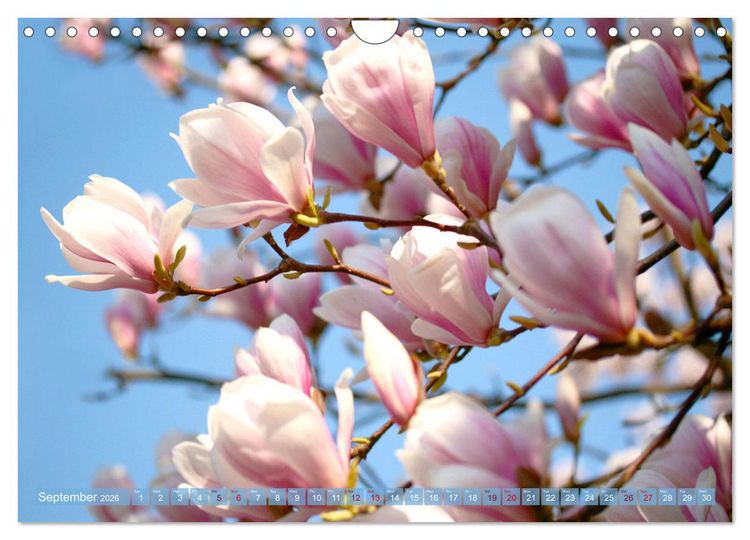 Produktbild: A Magnolia Dream (Wall Calendar 2026 DIN A4 landscape), CALVENDO 12 Month Wall Calendar
