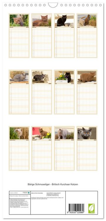 Produktbild: Familienplaner 2026 - B&auml;rige Schmusetiger - Britisch Kurzhaar Katzen mit 5 Spalten (Wandkalender, 21 x 45 cm) CALVENDO