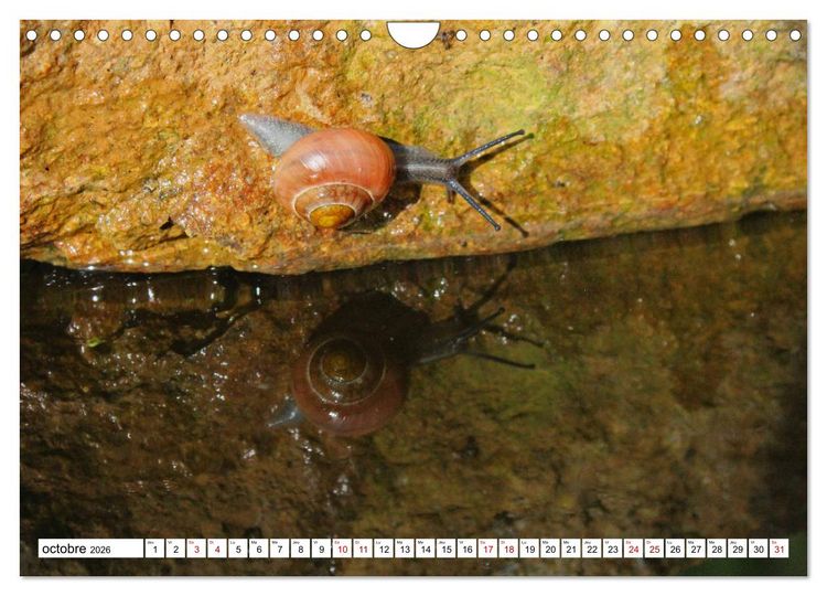 Produktbild: Admirons les escargots (Calendrier mural 2026 DIN A4 vertical), CALVENDO calendrier mensuel