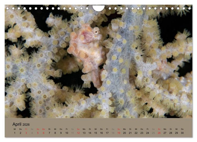 Produktbild: Meerestiere unter der Lupe - Unterwasserkalender (Wandkalender 2026 DIN A4 quer), CALVENDO Monatskalender