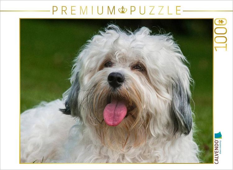 Produktbild: CALVENDO Puzzle Havaneser Portr&auml;t eines R&uuml;den | 1000 Teile Lege-Gr&ouml;&szlig;e 64x48cm Foto-Puzzle f&uuml;r gl&uuml;ckliche Stunden
