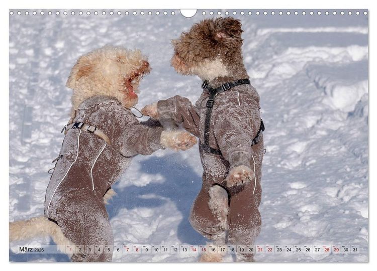 Produktbild: Lagotto Romagnolo Tanzende Tr&uuml;ffelnasen (Wandkalender 2026 DIN A3 quer), CALVENDO Monatskalender