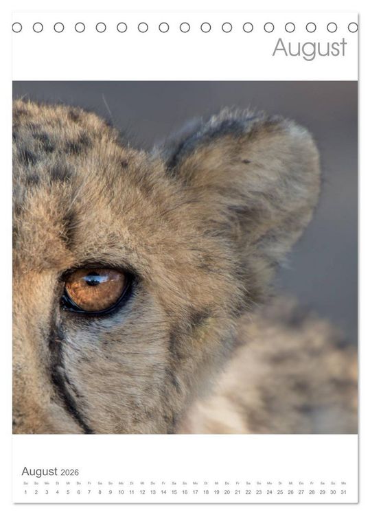 Produktbild: BIG CATS - Namibias Raubkatzen (Tischkalender 2026 DIN A5 hoch), CALVENDO Monatskalender