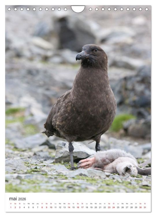 Produktbild: Antarctique des oiseaux de l&eacute;gende (Calendrier mural 2026 DIN A4 horizontal), CALVENDO calendrier mensuel