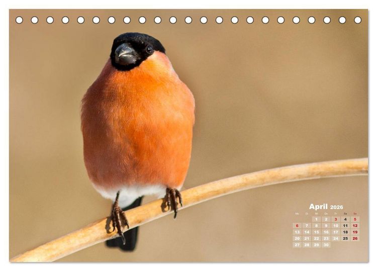 Produktbild: NATUR PUR - Singv&ouml;gel ganz nah (Tischkalender 2026 DIN A5 quer), CALVENDO Monatskalender