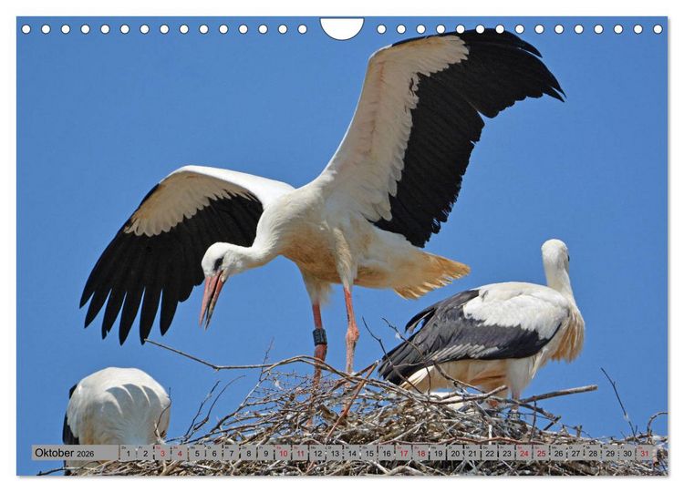 Produktbild: Zu Gast bei Familie Storch (Wandkalender 2026 DIN A4 quer), CALVENDO Monatskalender