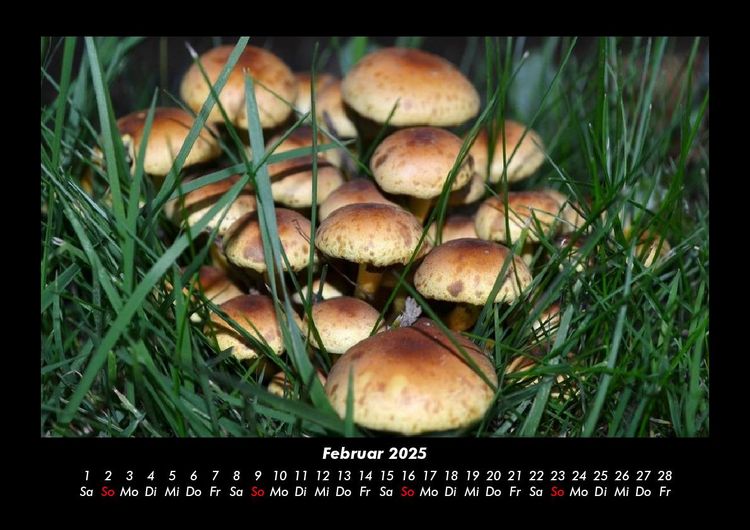 Produktbild: Pilzkalender 2025 Fotokalender DIN A3