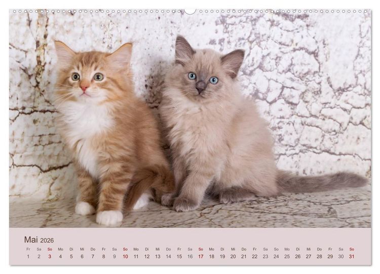 Produktbild: Verspielte Ragdolls - Sanfte Katzen in seidigem Haarkleid (Wandkalender 2026 DIN A2 quer), CALVENDO Monatskalender