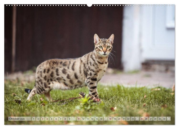 Produktbild: Wildes Wohnzimmer - Die Bengalkatze (Wandkalender 2026 DIN A2 quer), CALVENDO Monatskalender