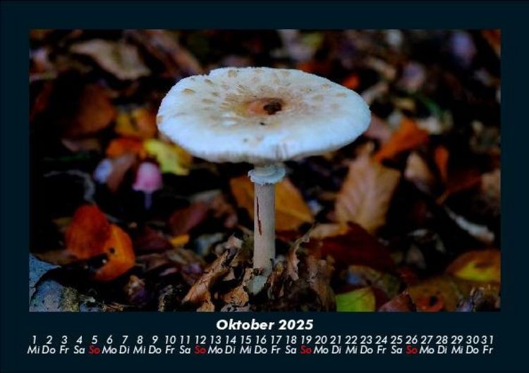 Produktbild: Pilzkalender 2025 Fotokalender DIN A5