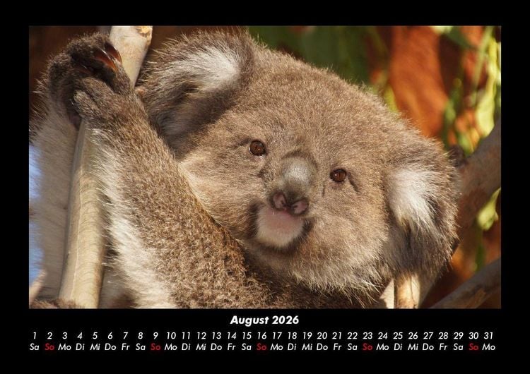 Produktbild: Koala 2026 Fotokalender DIN A3