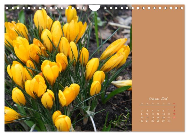 Produktbild: Gartentr&auml;ume (Wandkalender 2026 DIN A4 quer), CALVENDO Monatskalender