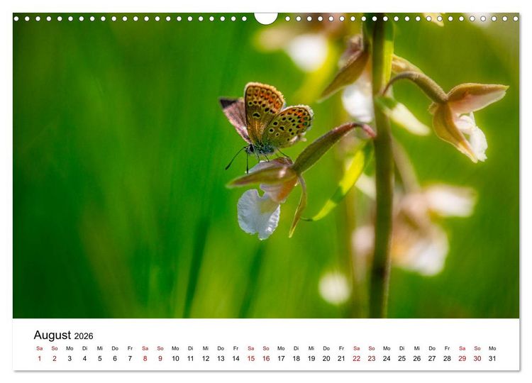Produktbild: Oberbayerischer Insekten Kalender (Wandkalender 2026 DIN A3 quer), CALVENDO Monatskalender