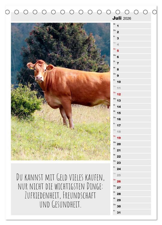 Produktbild: Coole Rindviecher (Tischkalender 2026 DIN A5 hoch), CALVENDO Monatskalender