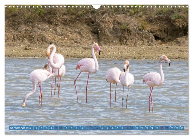 Produktbild: V&ouml;gel der Algarve (Wandkalender 2026 DIN A3 quer), CALVENDO Monatskalender