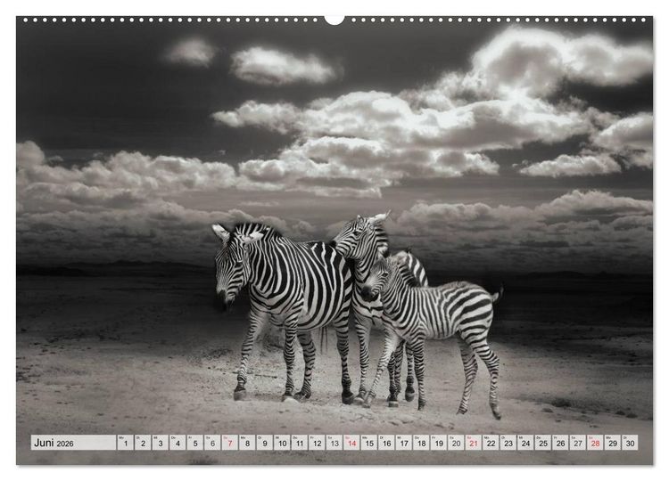 Produktbild: Wilde Tiere in schwarz-wei&szlig; (hochwertiger Premium Wandkalender 2026 DIN A2 quer), Kunstdruck in Hochglanz