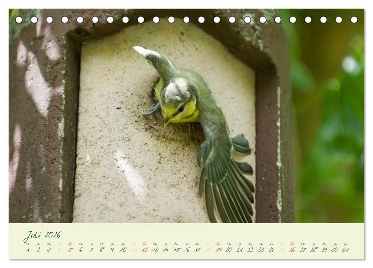 Produktbild: Elternzeit - das Familienleben der Blaumeisen (Tischkalender 2026 DIN A5 quer), CALVENDO Monatskalender