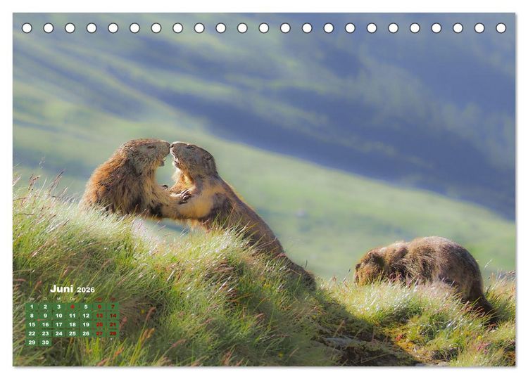 Produktbild: Gro&szlig;glockner wundersch&ouml;ne Berg- und Tierwelt (Tischkalender 2026 DIN A5 quer), CALVENDO Monatskalender