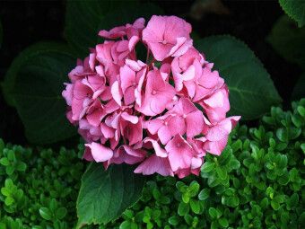 Produktbild: CALVENDO Puzzle Hortensie mit Buchsbaum | 1000 Teile Lege-Gr&ouml;&szlig;e 64x48cm Foto-Puzzle f&uuml;r gl&uuml;ckliche Stunden