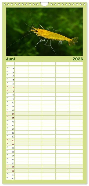Produktbild: Familienplaner 2026 - Dwarf Shrimps - kleine Garnelen mit 5 Spalten (Wandkalender, 21 x 45 cm) CALVENDO