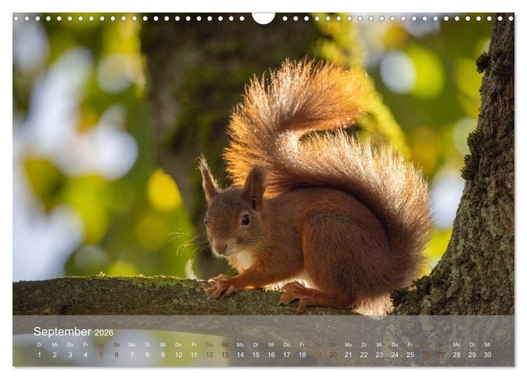 Produktbild: Bezaubernde Eichh&ouml;rnchen (Wandkalender 2026 DIN A3 quer), CALVENDO Monatskalender