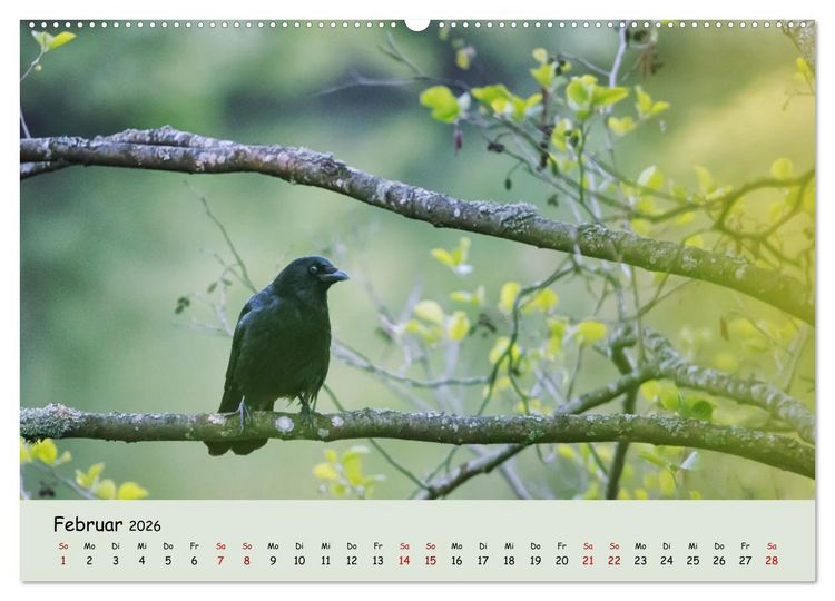 Produktbild: Waldbaden - Durch Achtsamkeit zu einer besseren Gesundheit (Wandkalender 2026 DIN A2 quer), CALVENDO Monatskalender