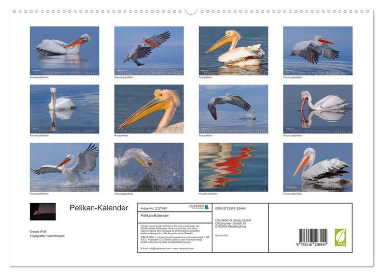 Produktbild: Pelikan-Kalender (hochwertiger Premium Wandkalender 2026 DIN A2 quer), Kunstdruck in Hochglanz