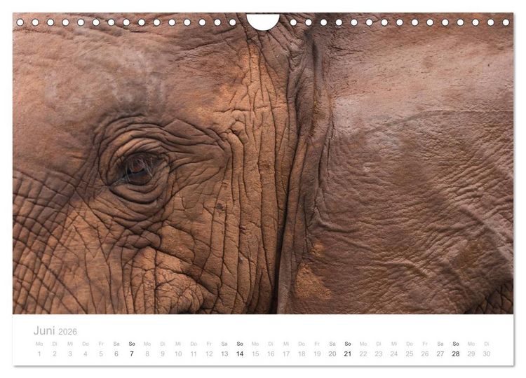 Produktbild: Tierische Gl&uuml;cksmomente mit Weisheiten (Wandkalender 2026 DIN A4 quer), CALVENDO Monatskalender