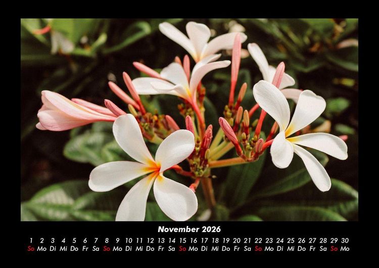Produktbild: Blumentr&auml;ume 2026 Fotokalender DIN A3