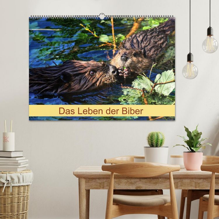 Produktbild: Das Leben der Biber (Wandkalender 2026 DIN A2 quer), CALVENDO Monatskalender