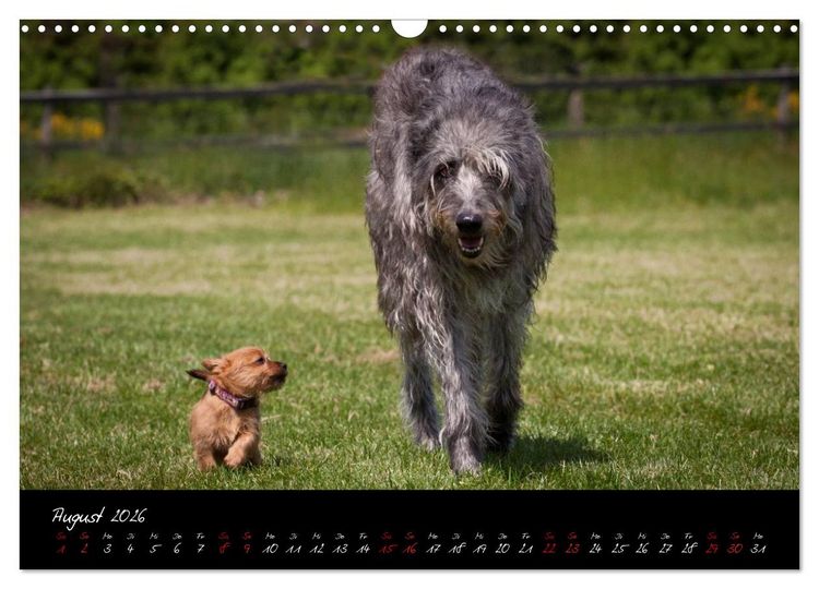 Produktbild: Australian Terrier Welpen (Wandkalender 2026 DIN A3 quer), CALVENDO Monatskalender
