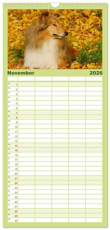 Produktbild: Familienplaner 2026 - Faszination Collie 2026 mit 5 Spalten (Wandkalender, 21 x 45 cm) CALVENDO