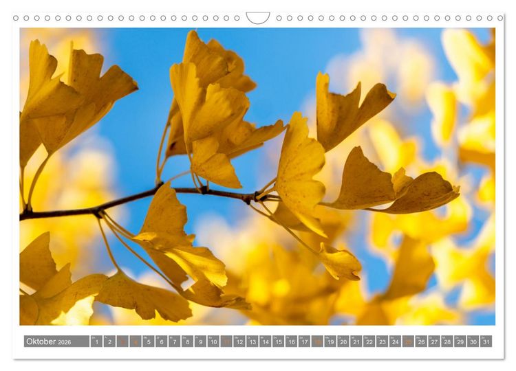 Produktbild: Mit Ginkgo biloba durch das Jahr (Wandkalender 2026 DIN A3 quer), CALVENDO Monatskalender